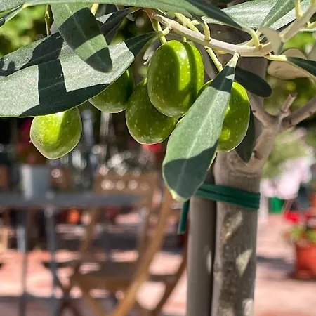 Hencz Vendeghaz بالاتوناكاراتيا